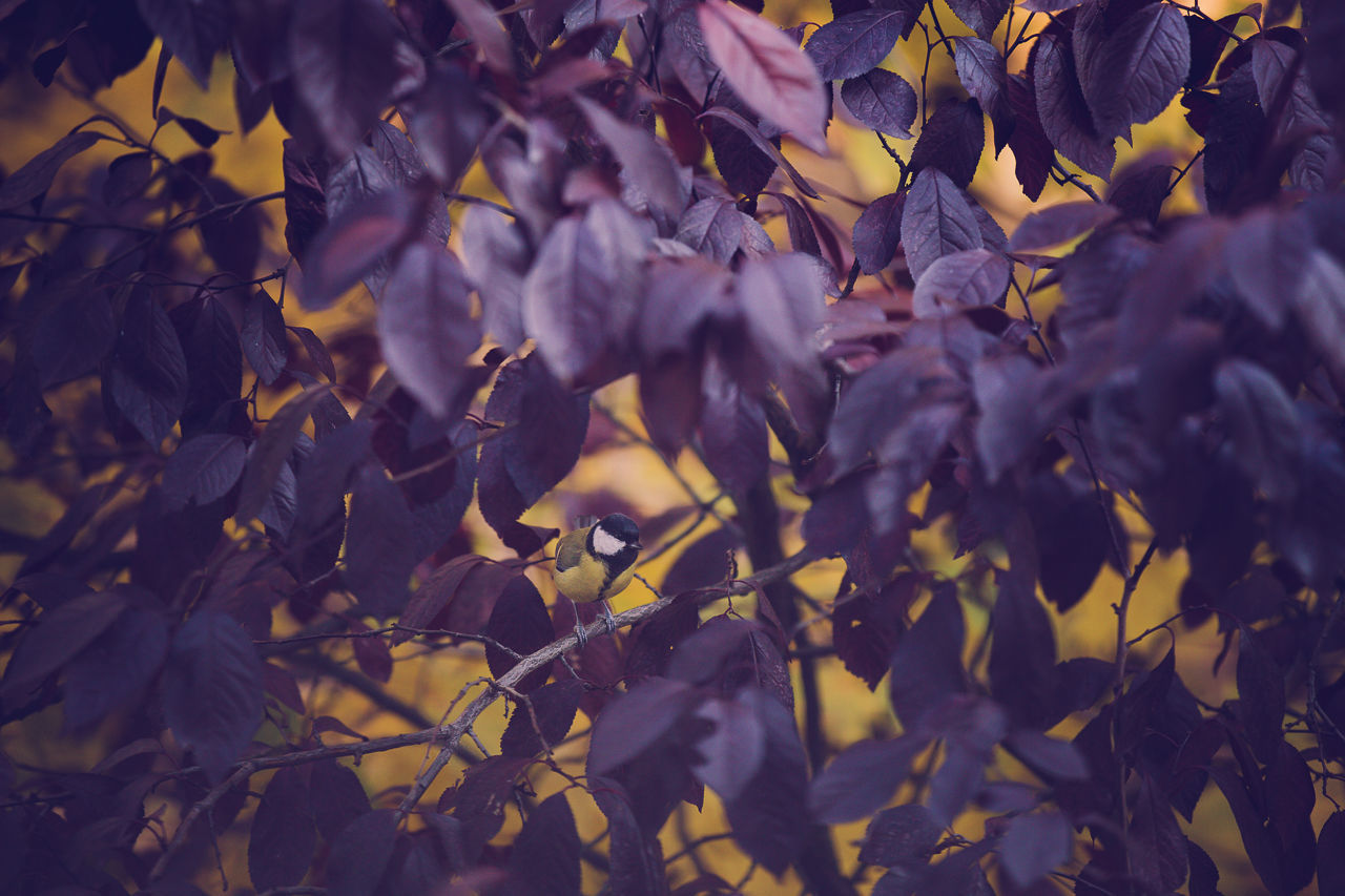 Close-up of bird on tree with purple leaves
