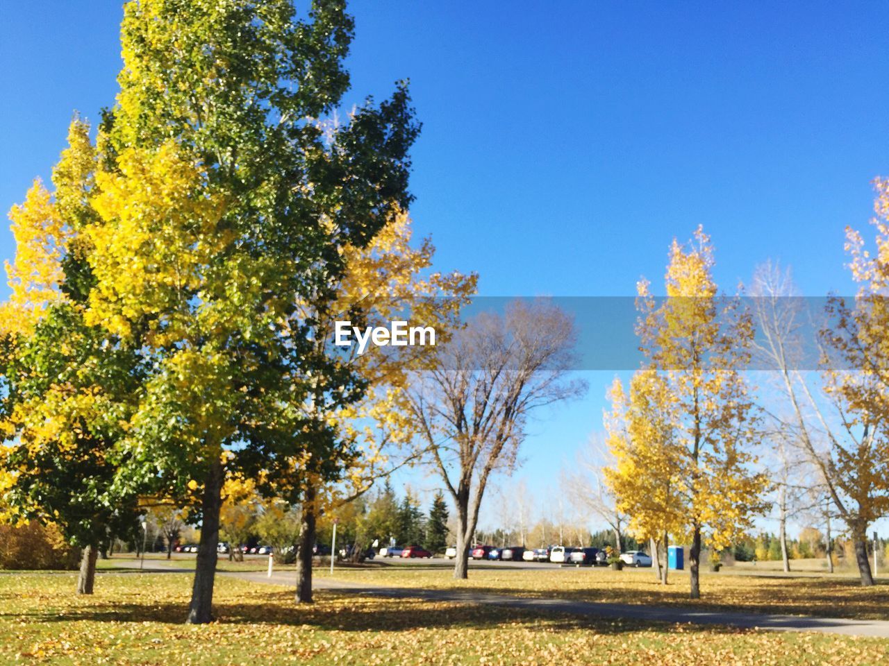 TREES ON FIELD IN PARK