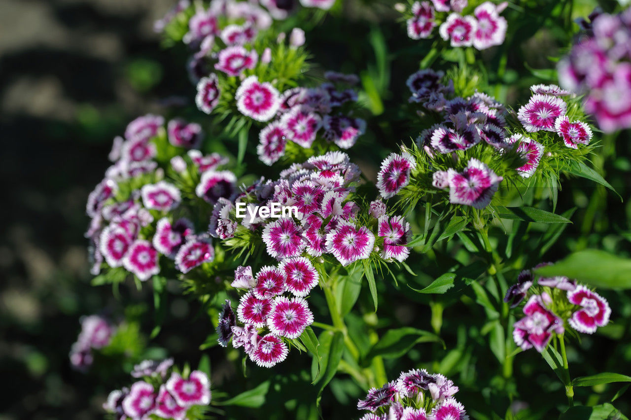 close-up of purple flowers