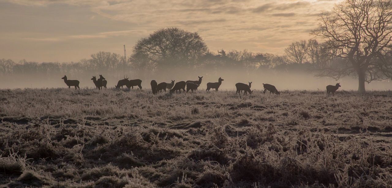 HORSES GRAZING ON FIELD DURING WINTER