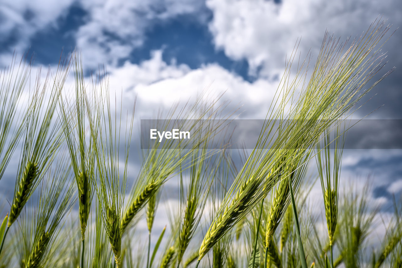 Green barley ears