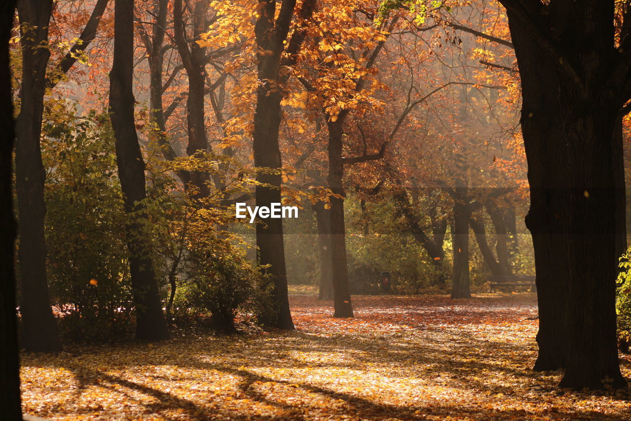 Trees in forest during autumn