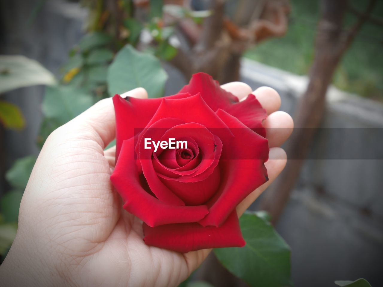 Close-up of hand holding rose against field