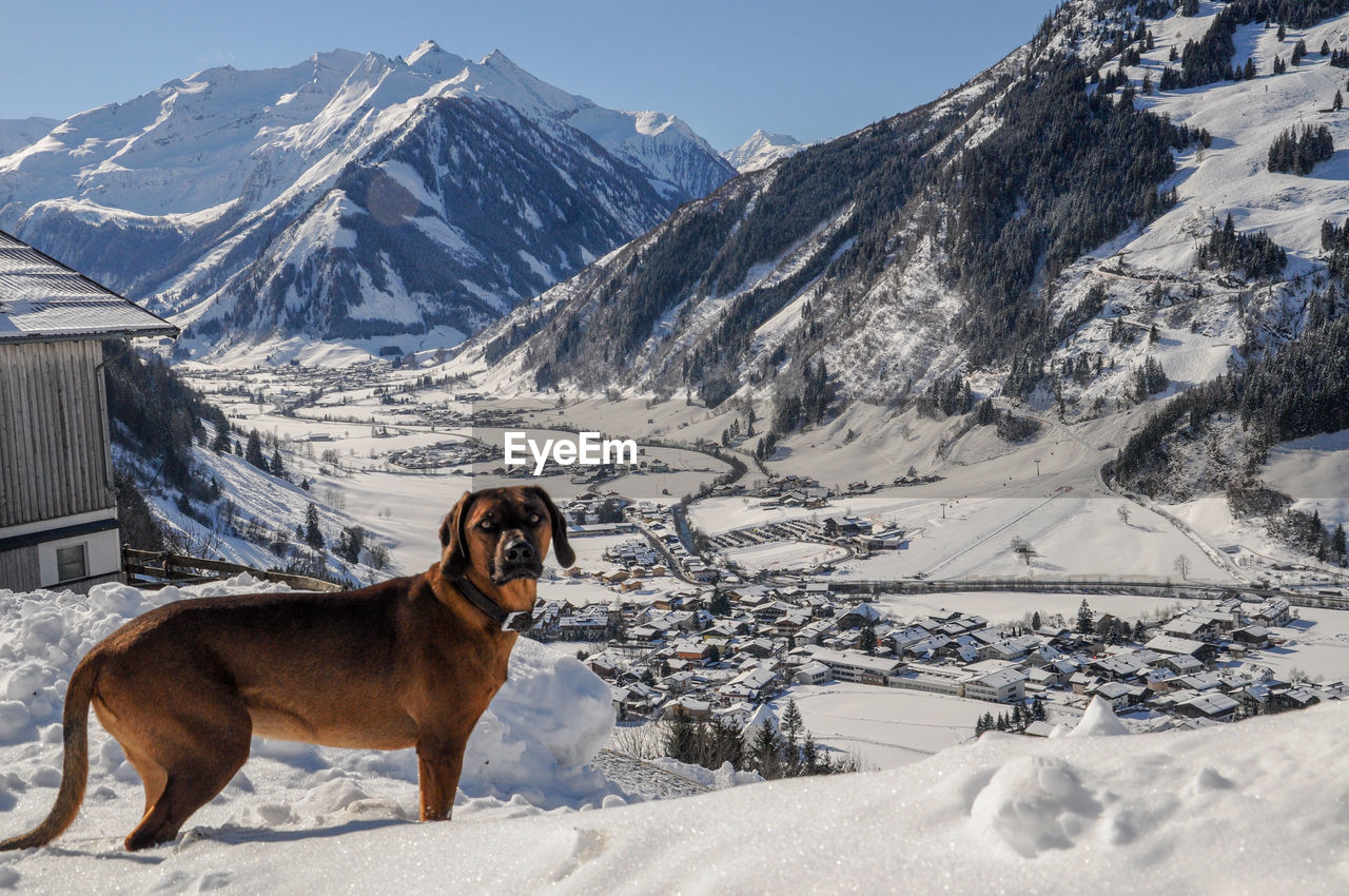 Dog on snow covered mountain