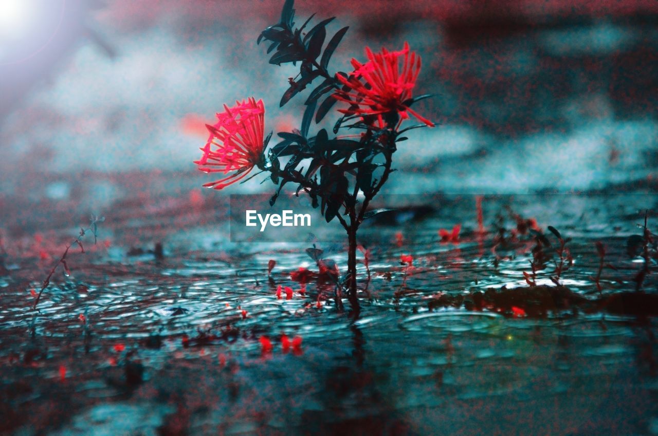 Close-up of red flowering plant