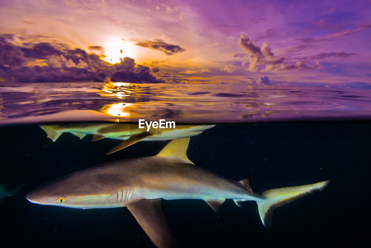 Half water half sky. shark at sunset in a tropical ocean. federated states of micronesia.