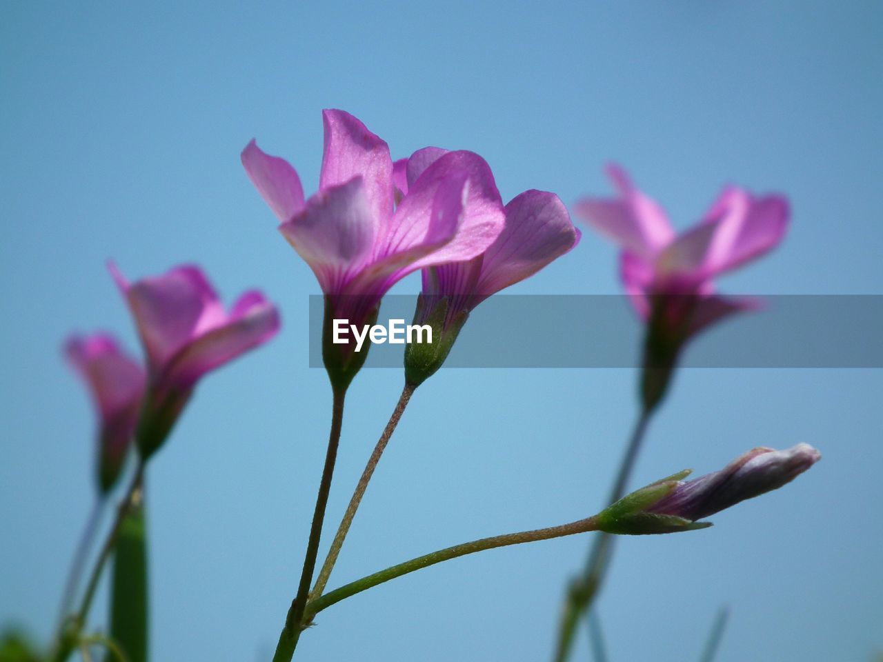 Low angle view of pink flowers blooming against sky