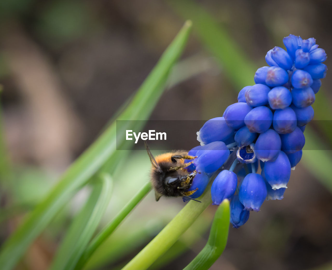 Close-up of bee pollinating on purple flower