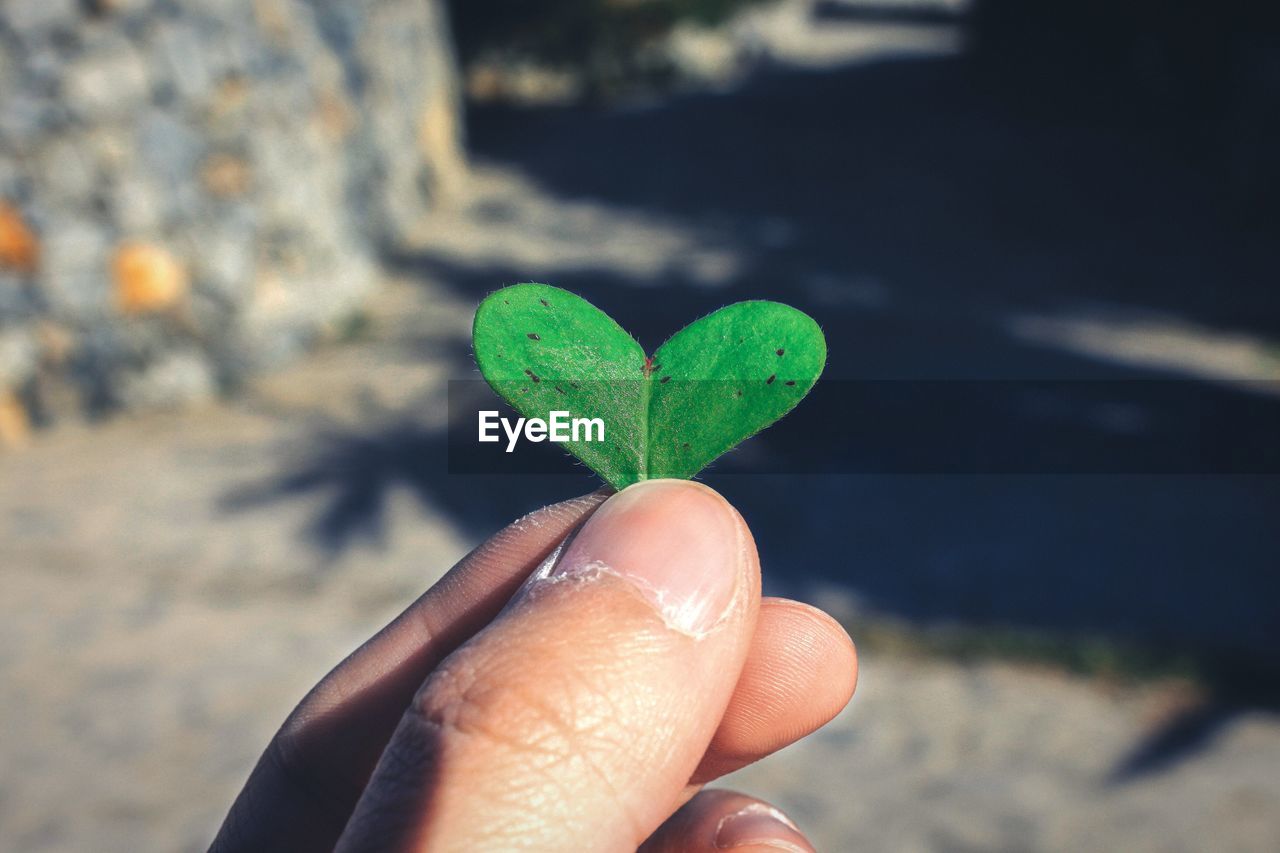 Close-up of hand holding heart shaped leaf