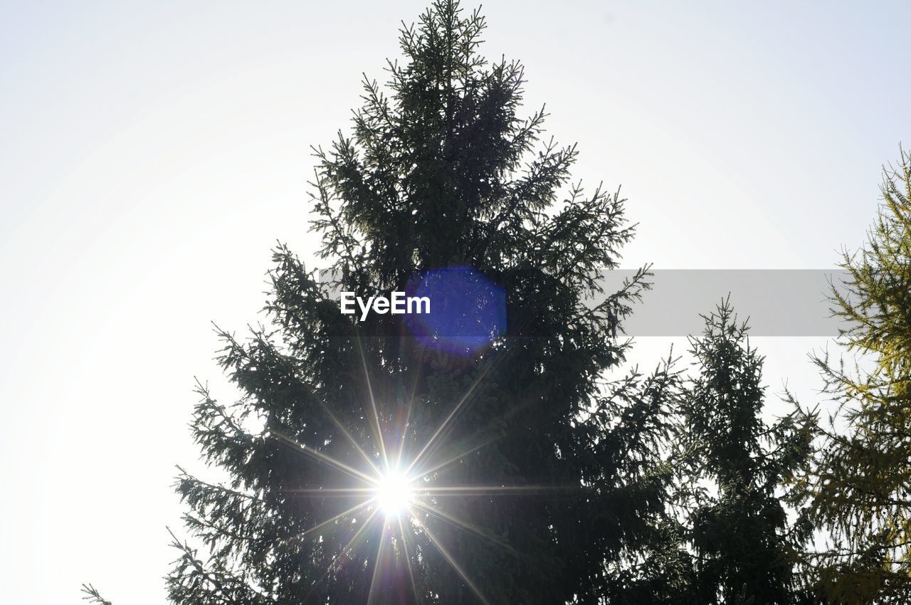 LOW ANGLE VIEW OF TREE AGAINST SKY