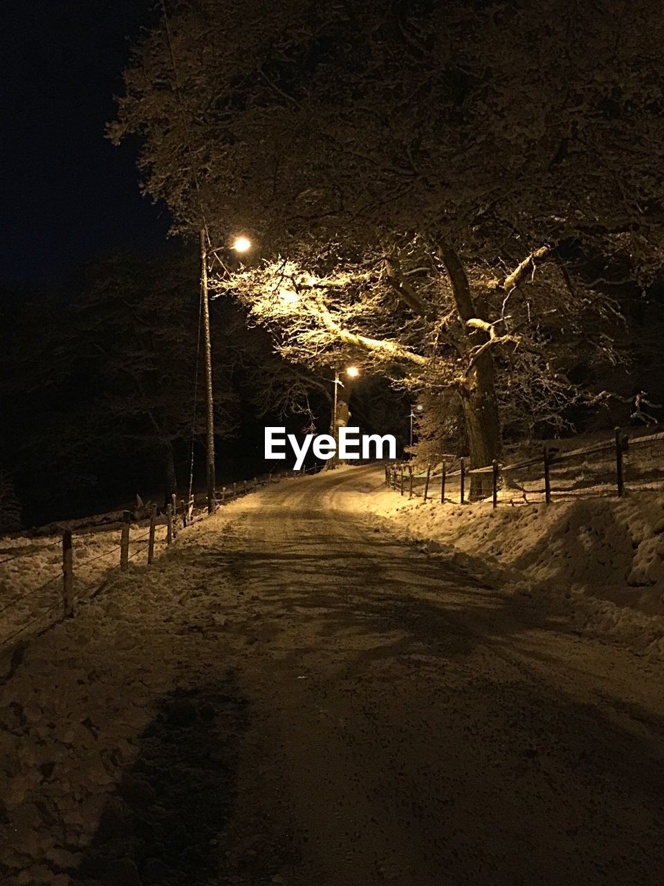 ILLUMINATED BARE TREE AT NIGHT