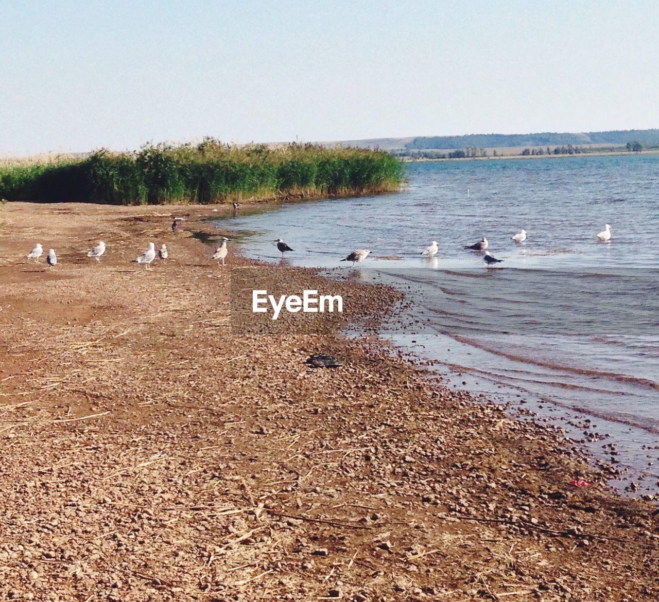 Birds at beach against sky