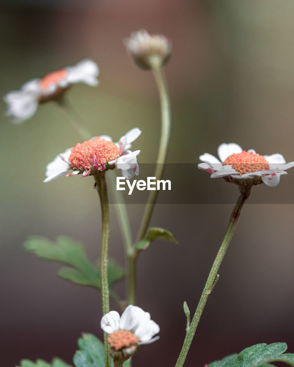 CLOSE-UP OF FRESH WHITE FLOWER BUDS