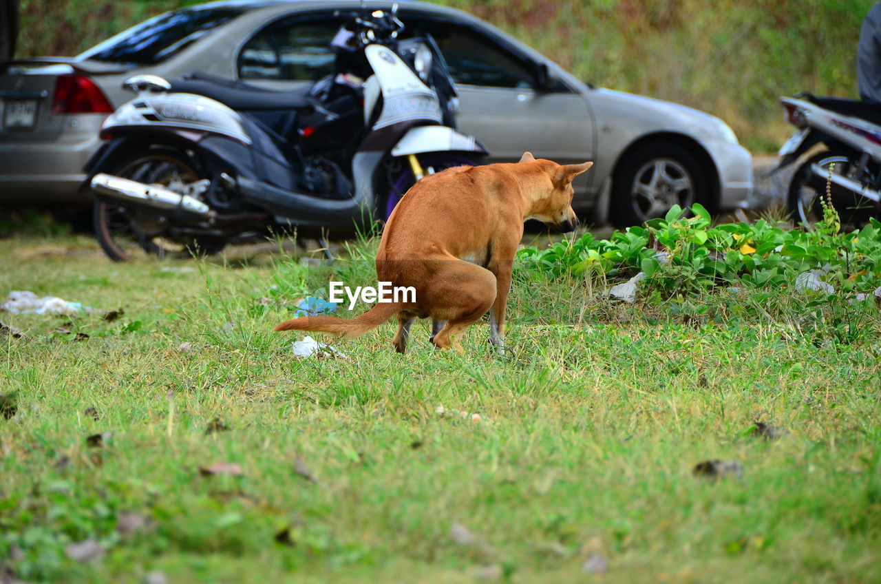 Dog defecating on field against land vehicles