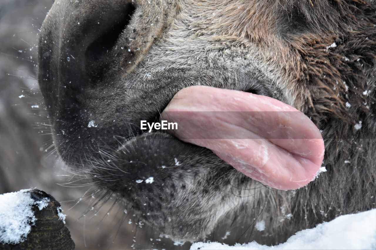 CLOSE-UP OF A DRINKING WATER FROM A SNOW