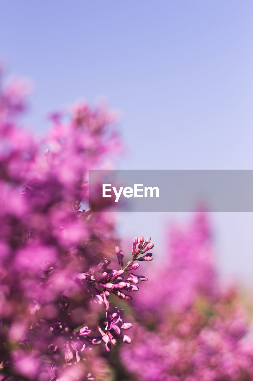 Close-up of pink flowers against sky