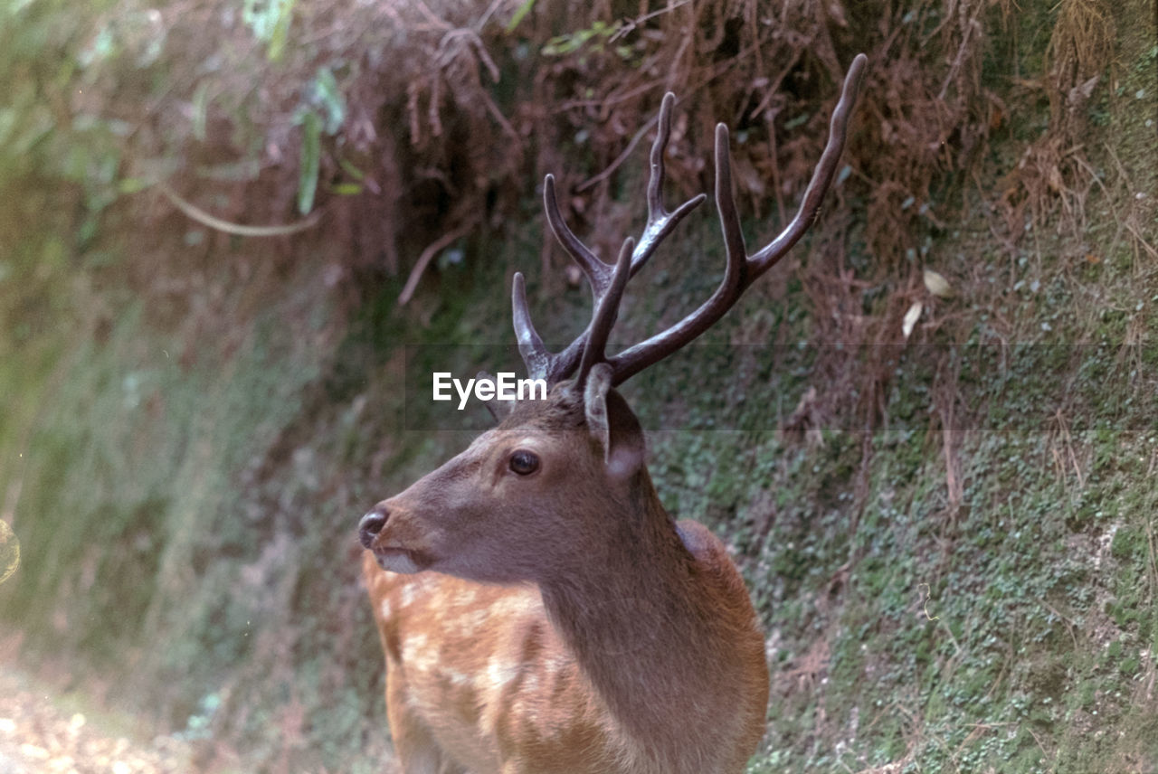 Deer in miyajima