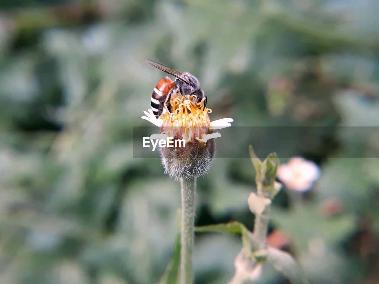 Close-up of bee pollinating on flower