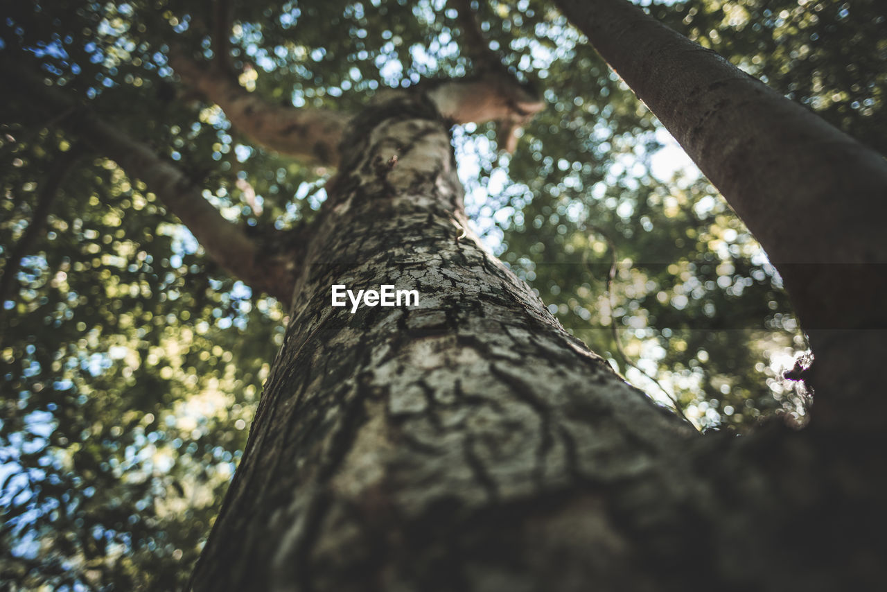 Low angle view of tree trunk in forest