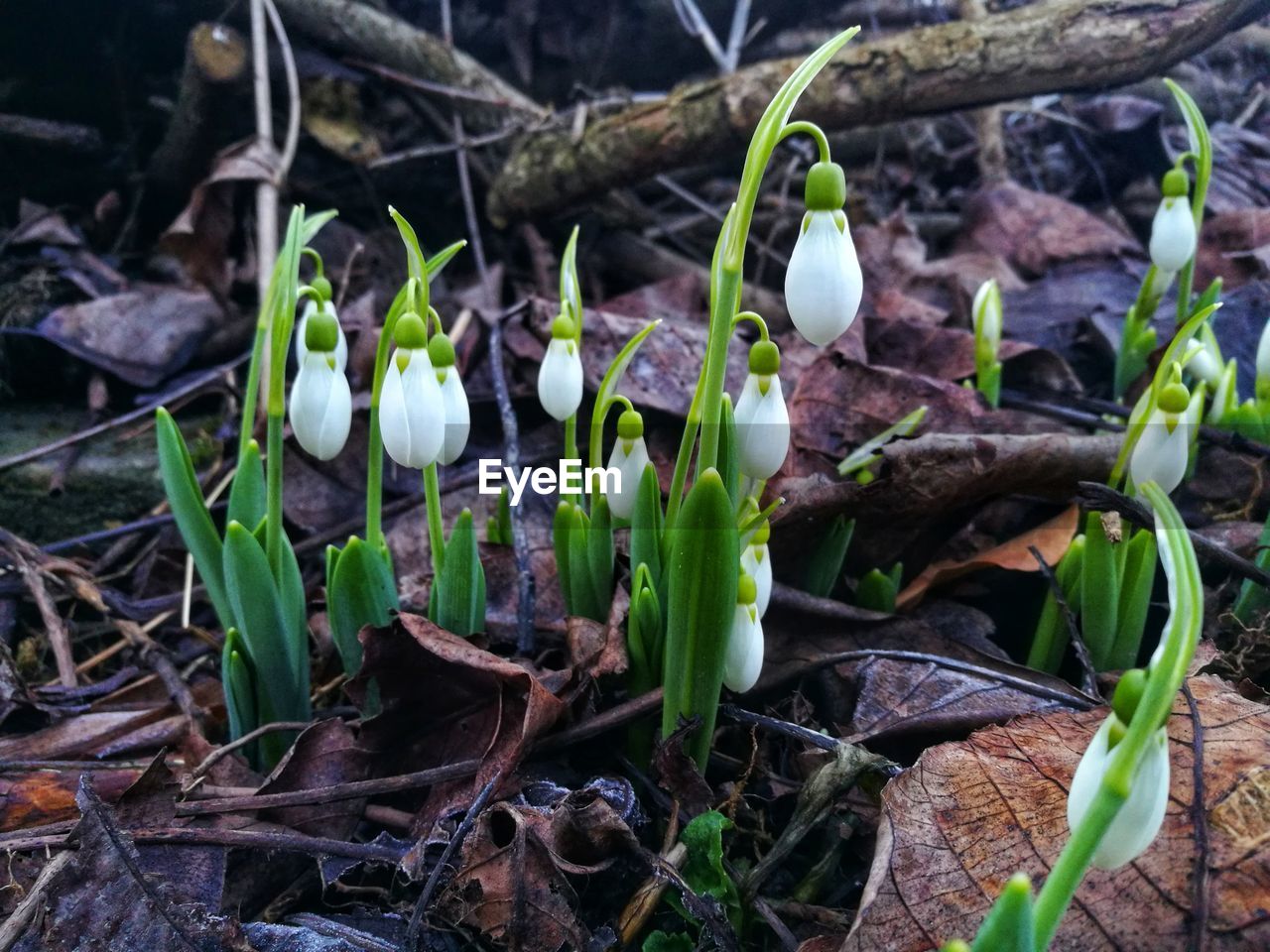 Close-up of white flowering plants on field