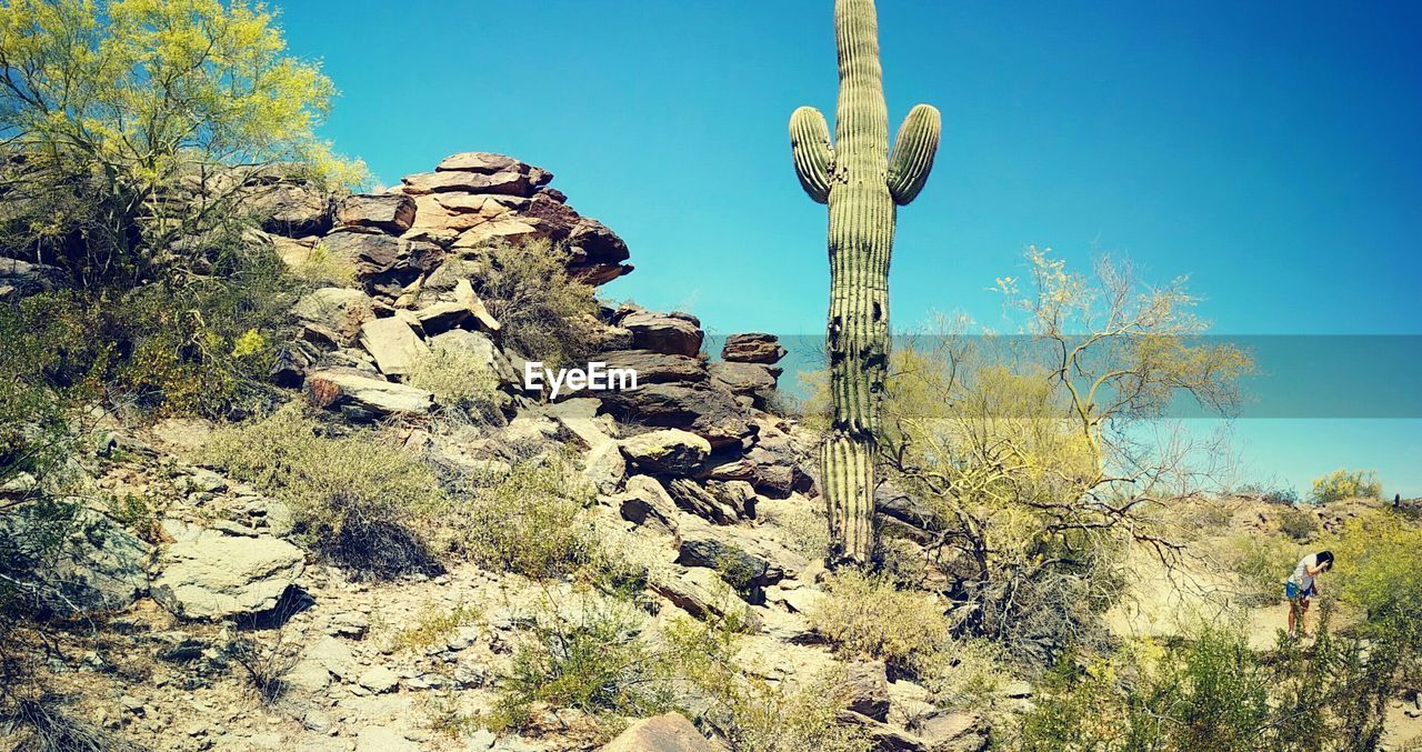 Saguaro cactus on hill against blue sky