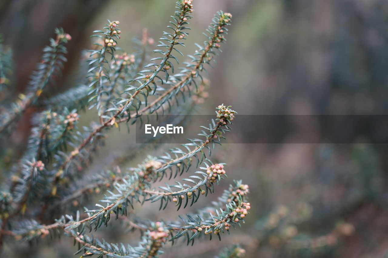 CLOSE-UP OF FLOWERING PLANTS