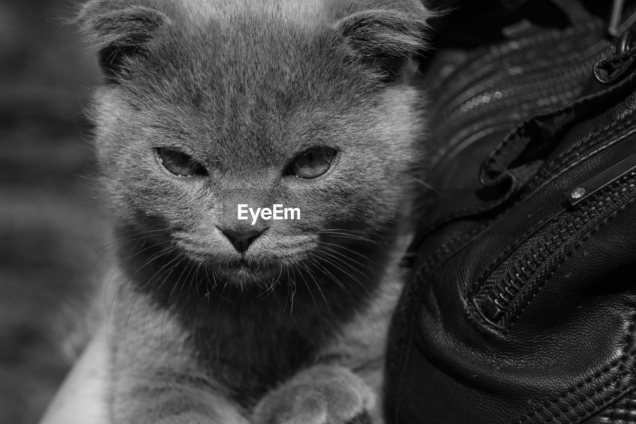 Close-up portrait of kitten