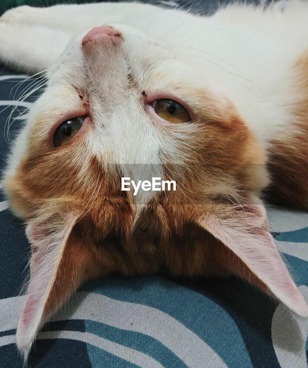 Close-up portrait of a cat