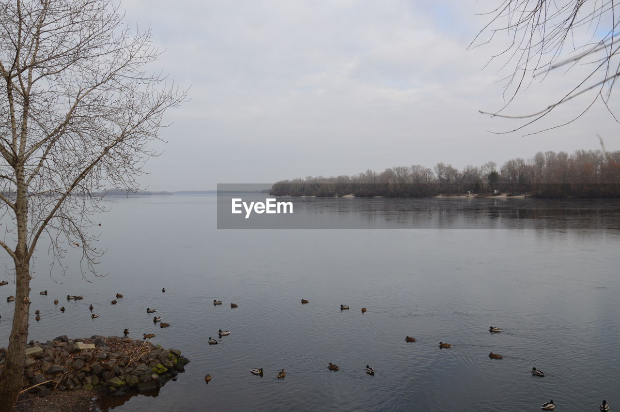 FLOCK OF BIRDS ON LAKE