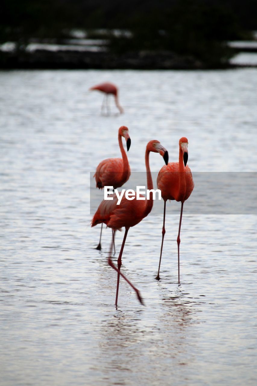 View of flamingos in the water