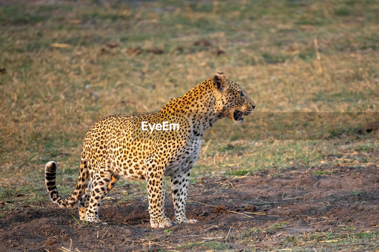 Leopard walking on field