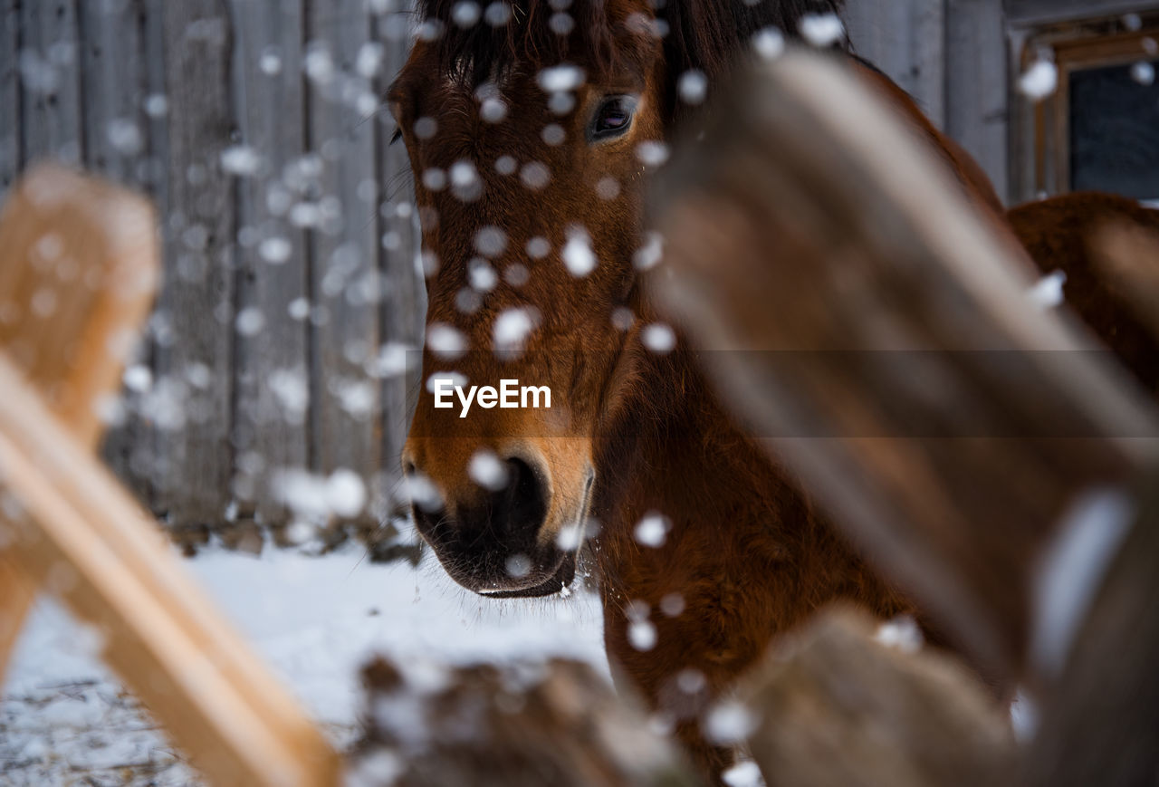 Horse winter snow 