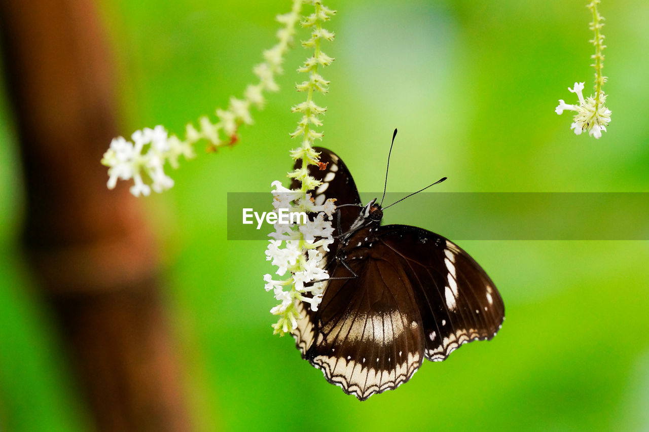 CLOSE-UP OF BUTTERFLY ON FLOWER