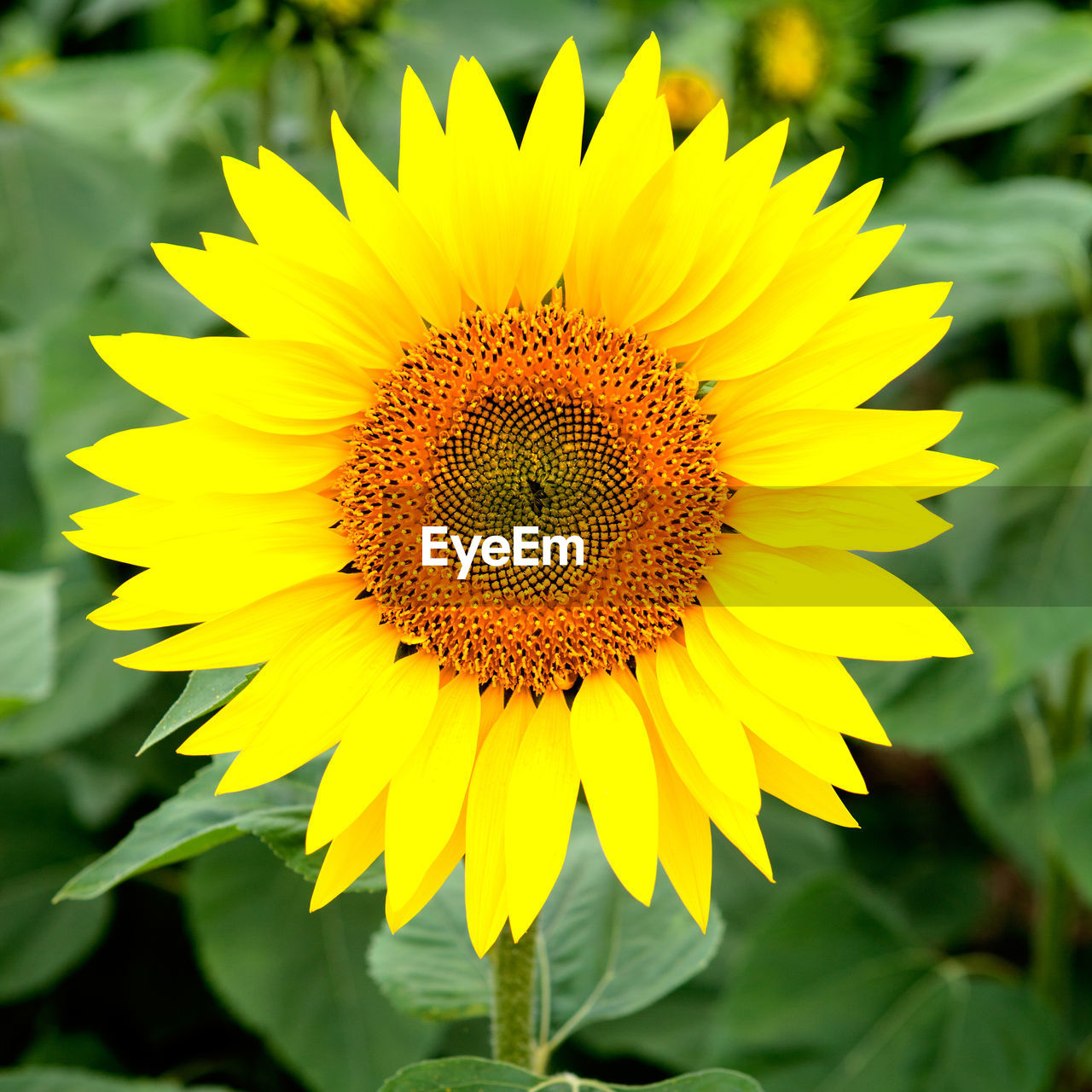 CLOSE-UP OF SUNFLOWER IN BLOOM OF YELLOW FLOWER