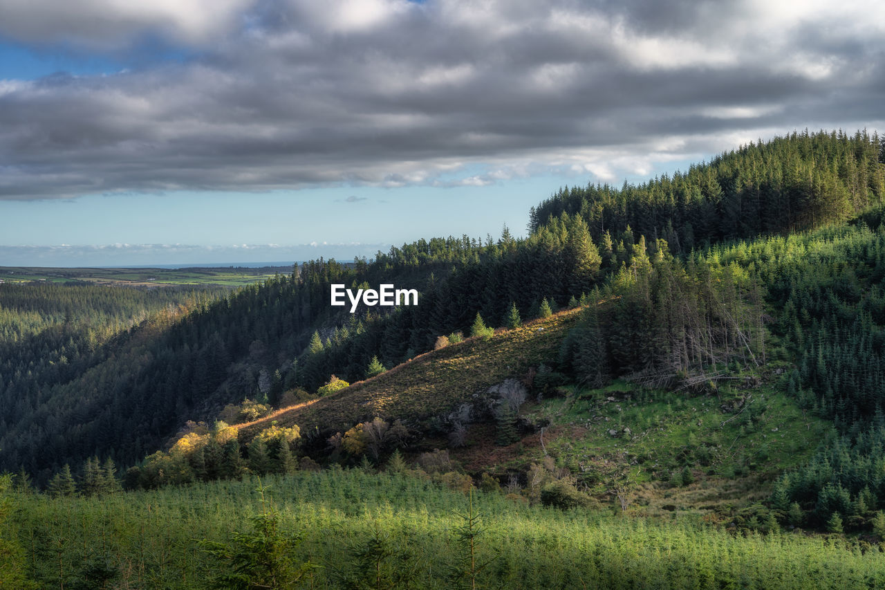 Wicklow mountains, forest on a hill, illuminated by patches of sunlight, ireland