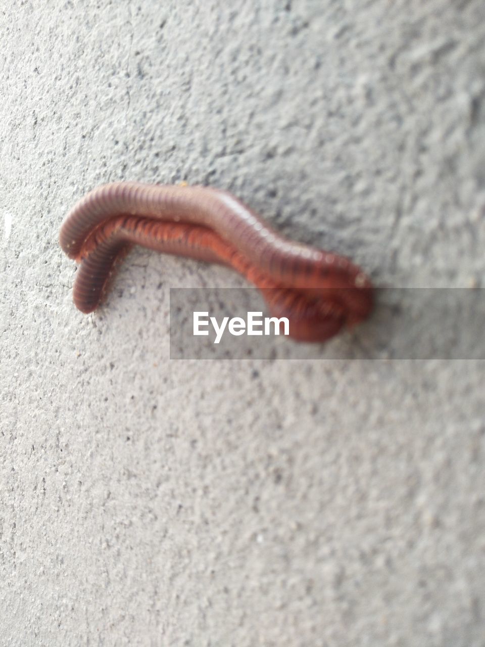 HIGH ANGLE VIEW OF A INSECT ON WALL