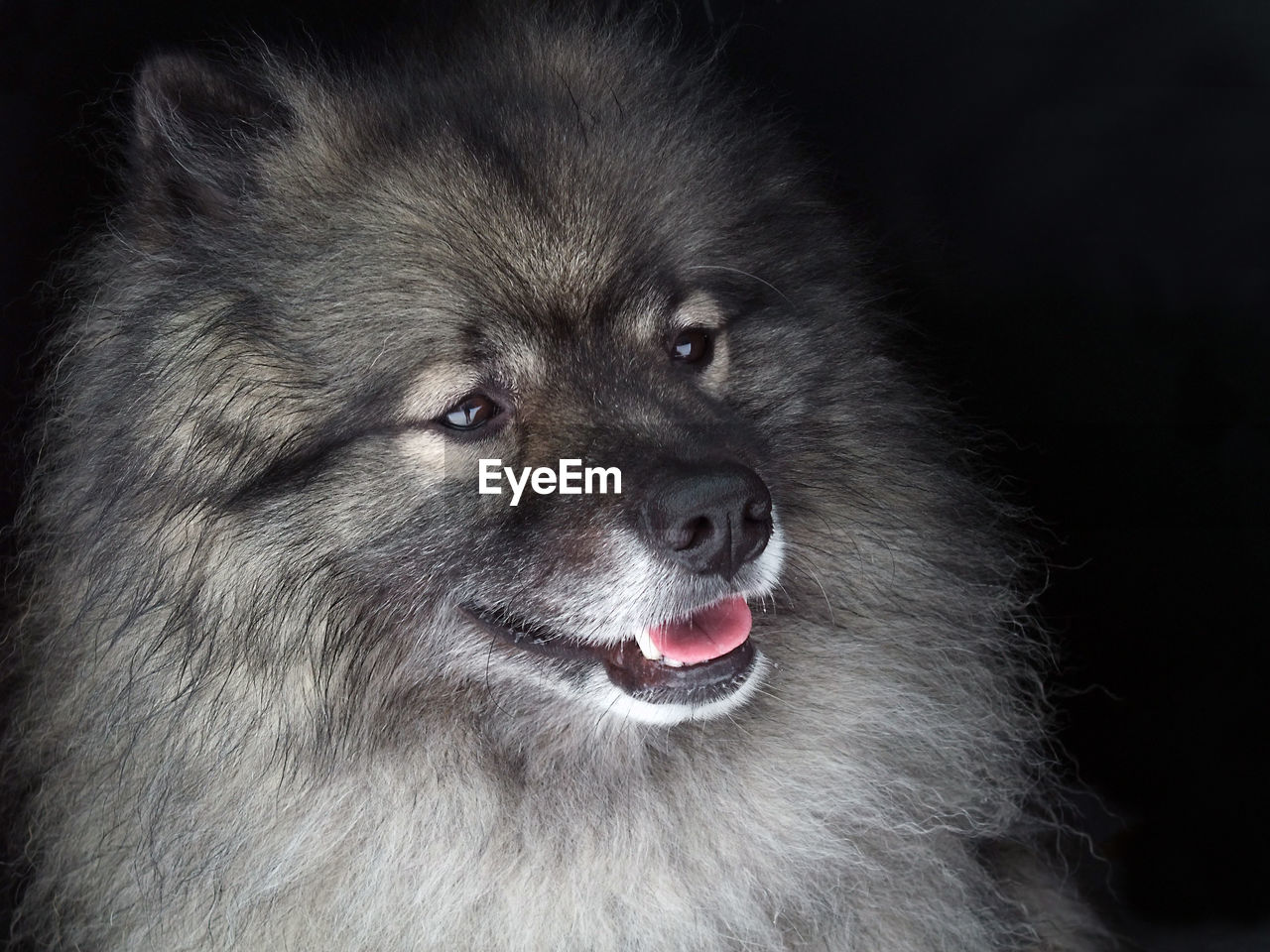 Close-up of a dog looking away