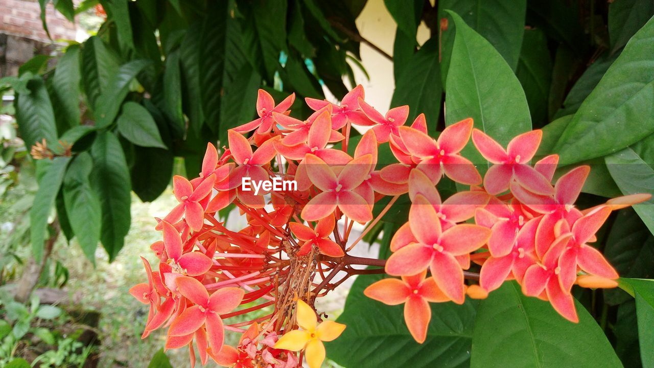 CLOSE-UP OF PINK FLOWERS ON PLANT