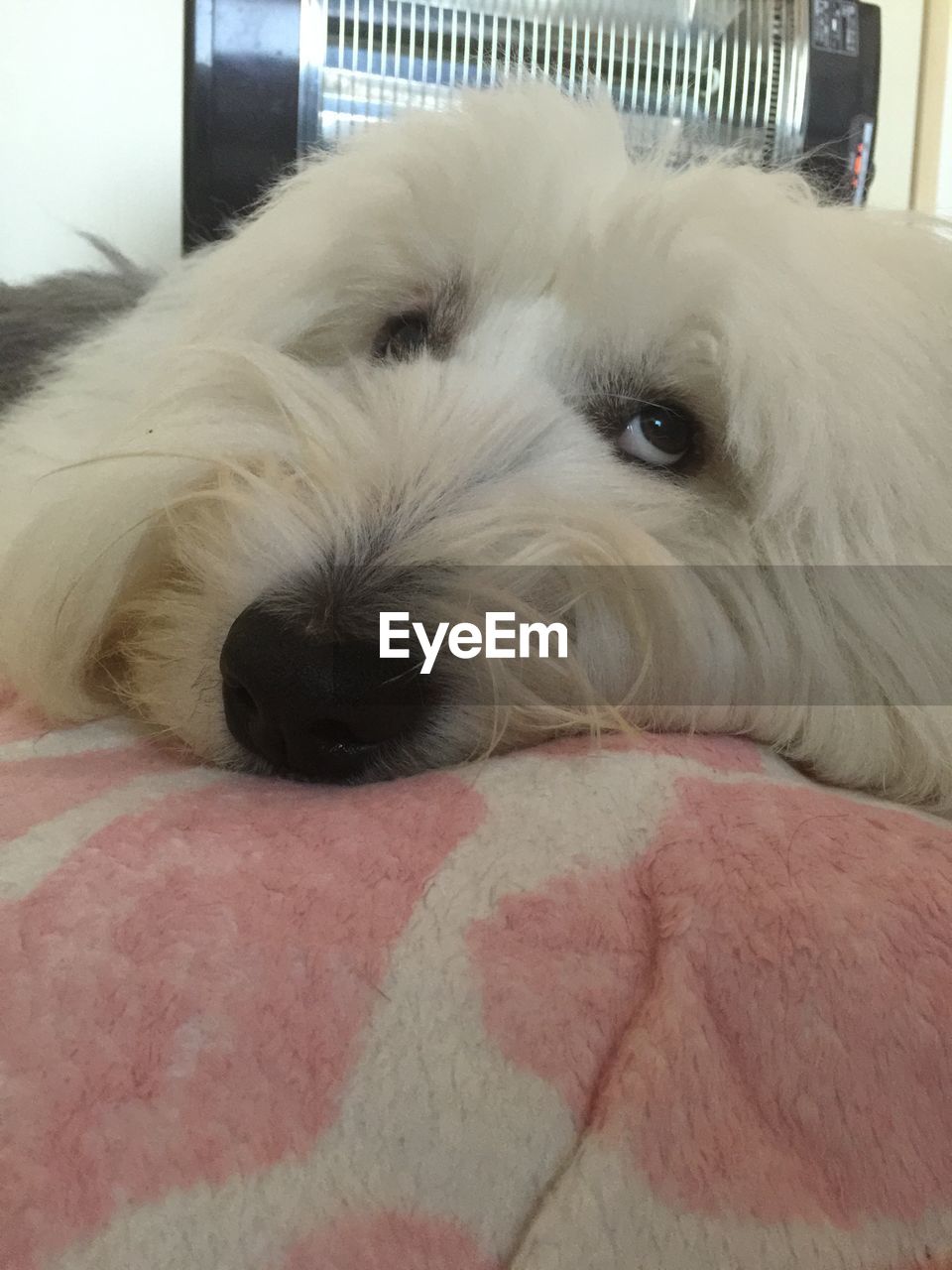 CLOSE-UP OF DOG RESTING