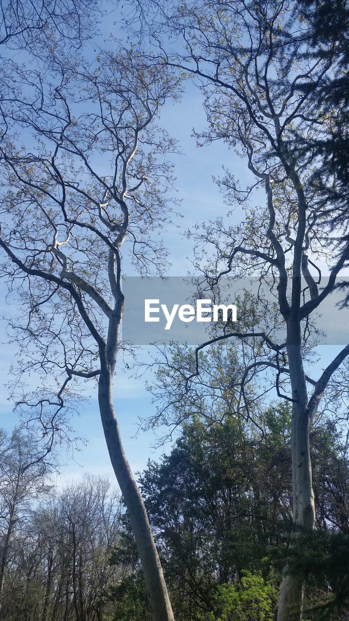 LOW ANGLE VIEW OF BARE TREES AGAINST SKY