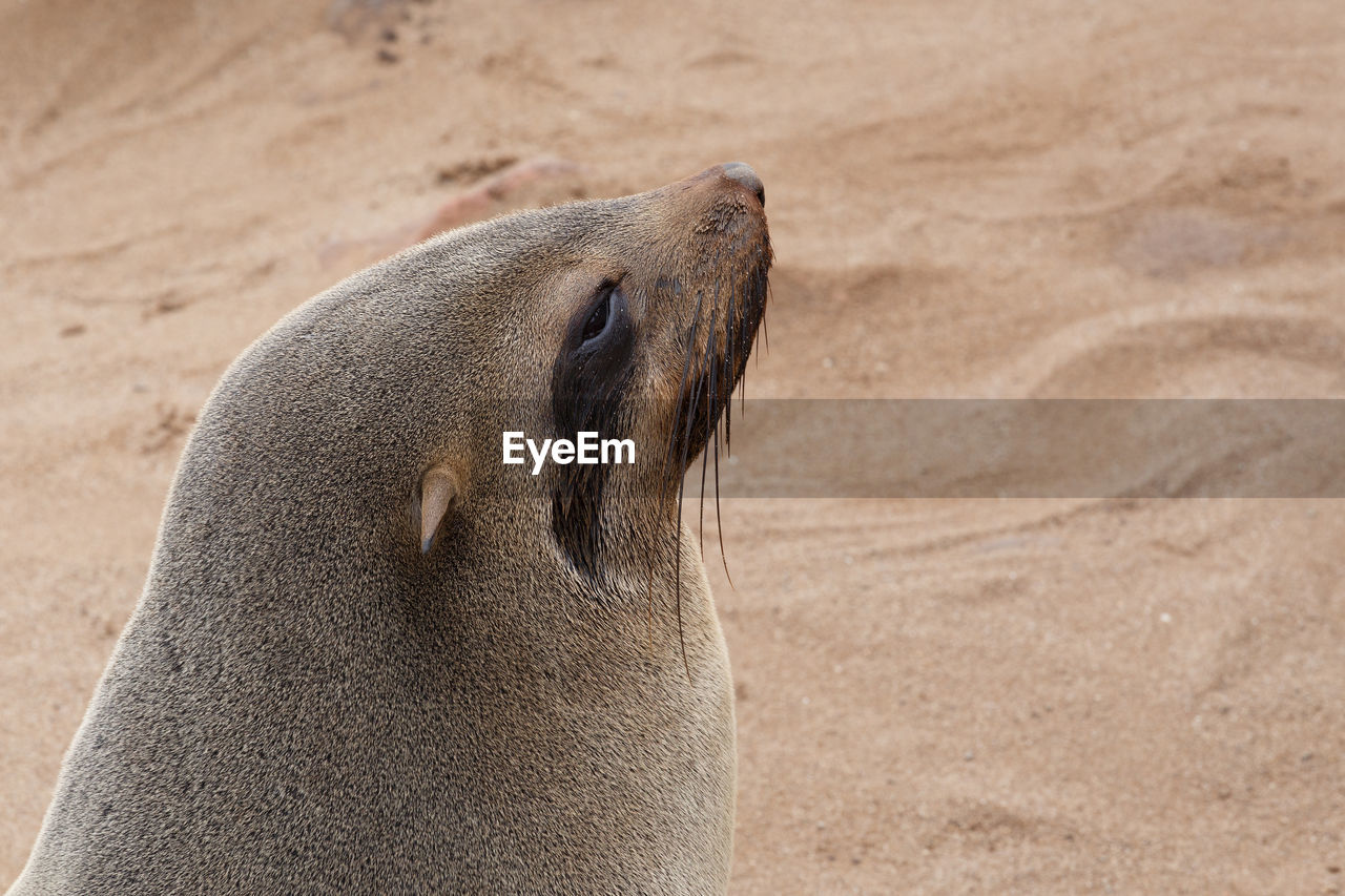 CLOSE-UP OF SEA LION ON SANDY BEACH