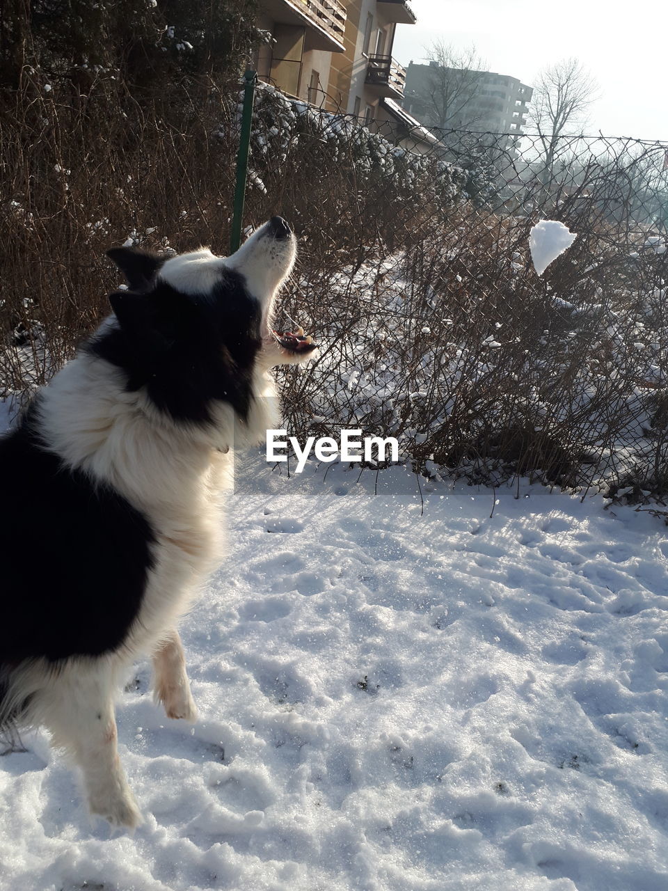 DOG IN SNOW AGAINST SKY