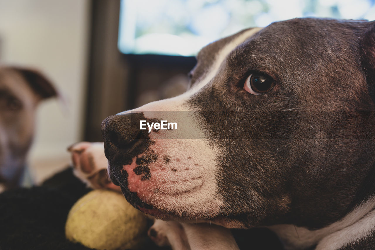 Close up of a senior pitbull resting chin on paw with a tennis ball