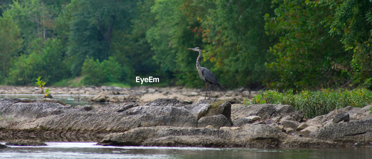 GRAY HERON PERCHING ON ROCK BY RIVER