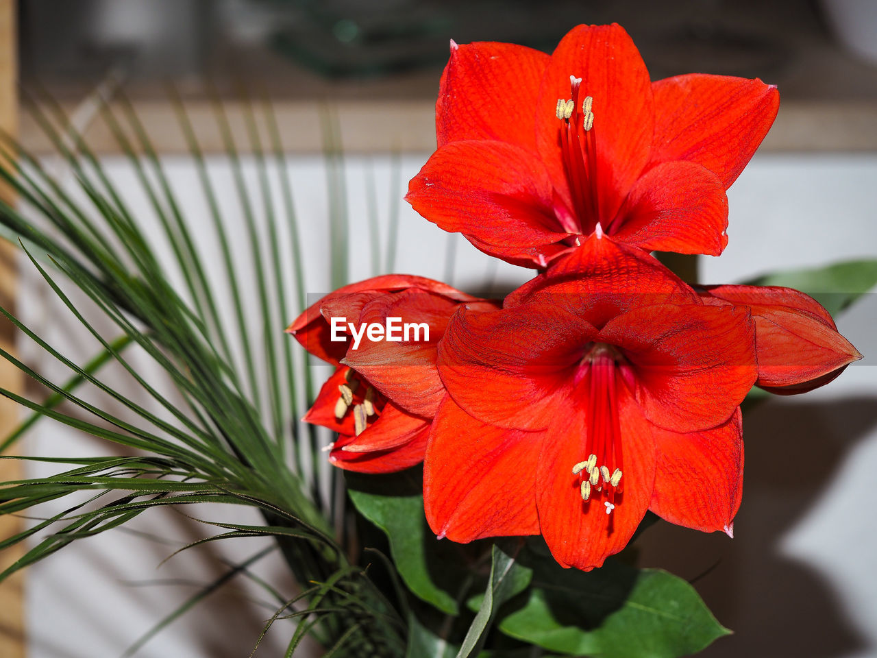 Close-up of red flower