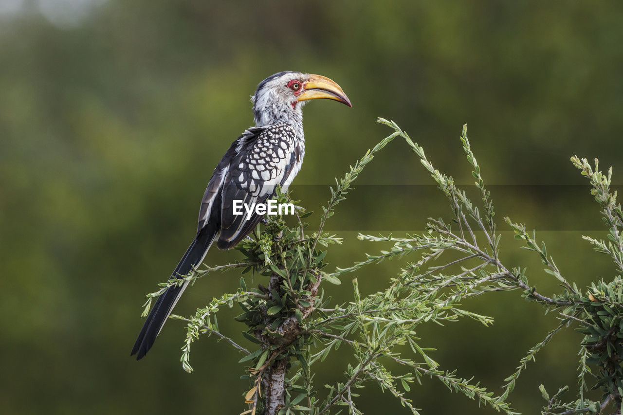 animal themes, animal wildlife, animal, bird, wildlife, one animal, nature, beak, perching, plant, tree, branch, no people, focus on foreground, close-up, beauty in nature, outdoors, full length, woodpecker, safari, environment, animal body part, forest, tourism, wildlife reserve, side view