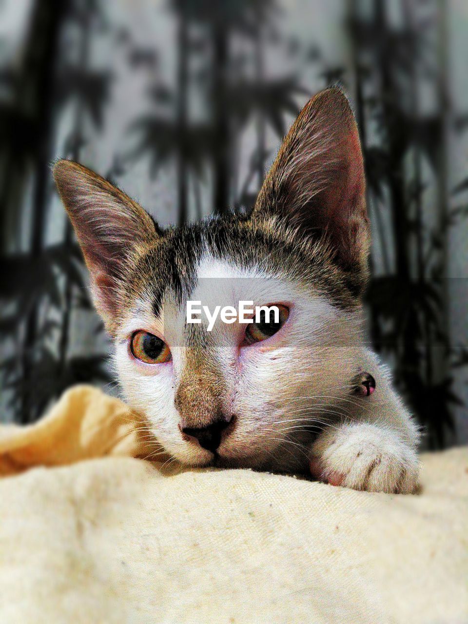 CLOSE-UP PORTRAIT OF CAT SITTING ON FLOOR