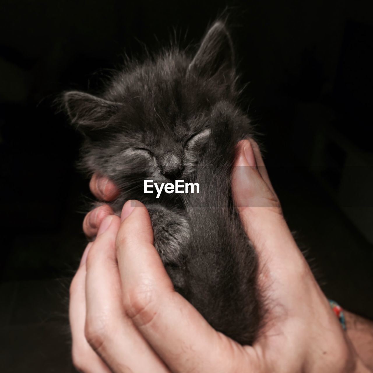 Cropped hands holding black kitten