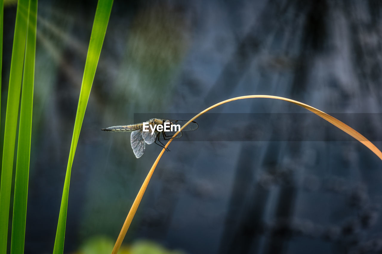 CLOSE-UP OF DRAGONFLY FLYING