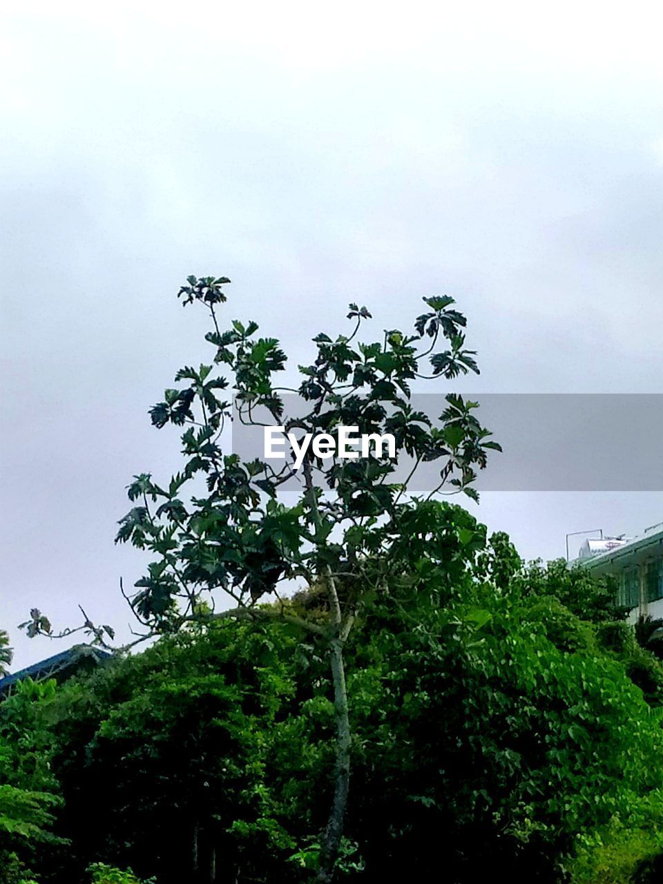 plant, tree, green, nature, sky, growth, flower, cloud, leaf, no people, beauty in nature, day, outdoors, low angle view, architecture, grass, sunlight, branch, environment, tranquility